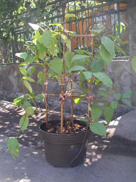 Banisteriopsis caapi (1)