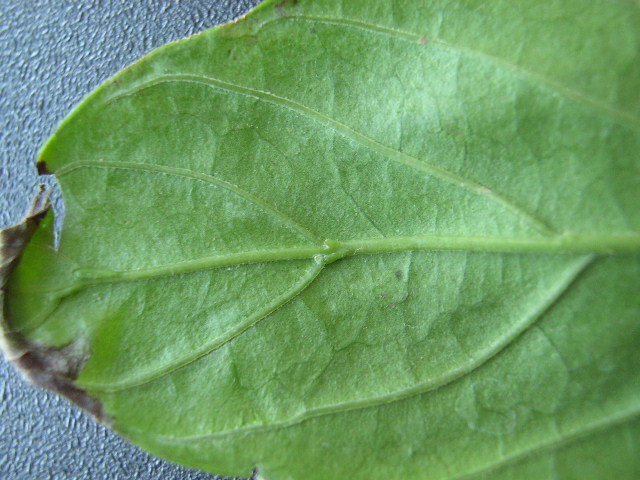 Psychotria viridis leaf (1)