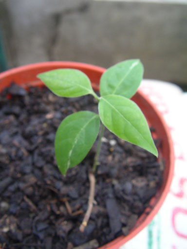 Banisteriopsis caapi (6)