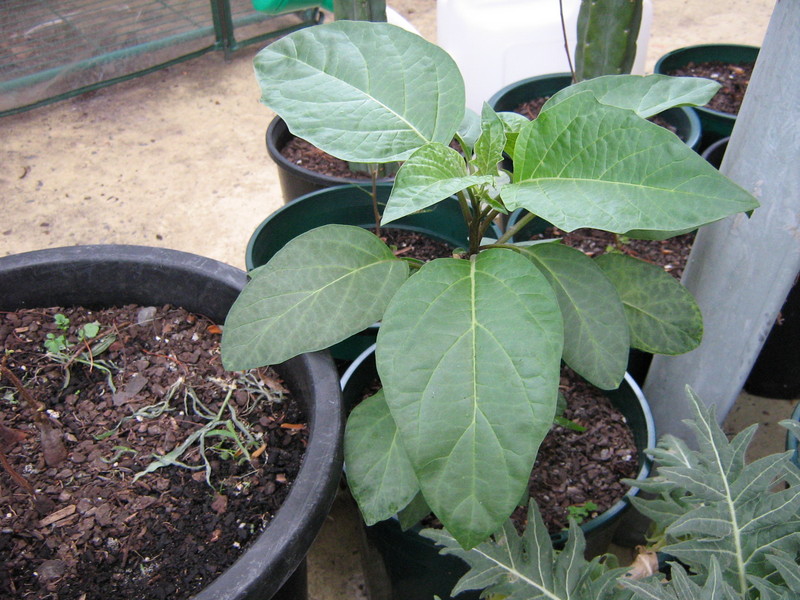 Datura seedling