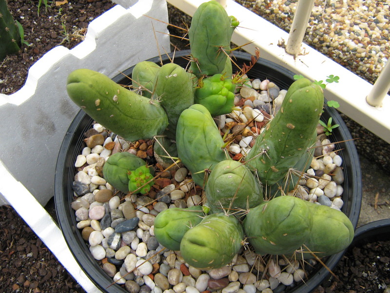 T. bridgesii v. monstrose