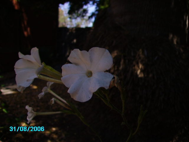 Nicotiana in flower