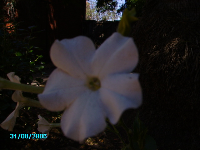 Nicotiana in flower