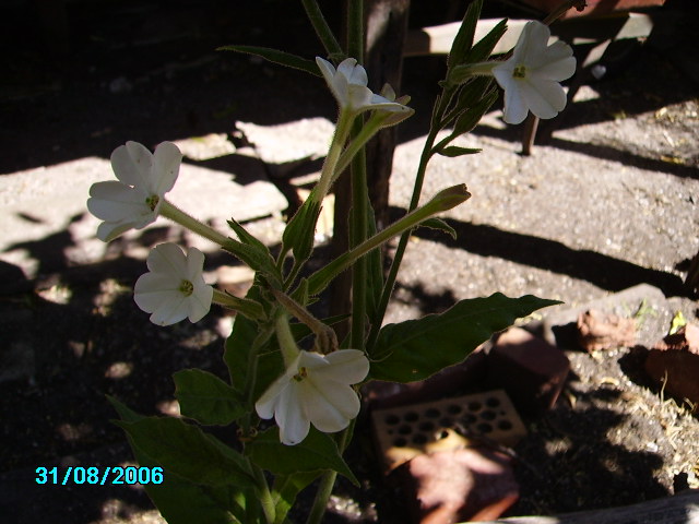 Nicotiana in flower