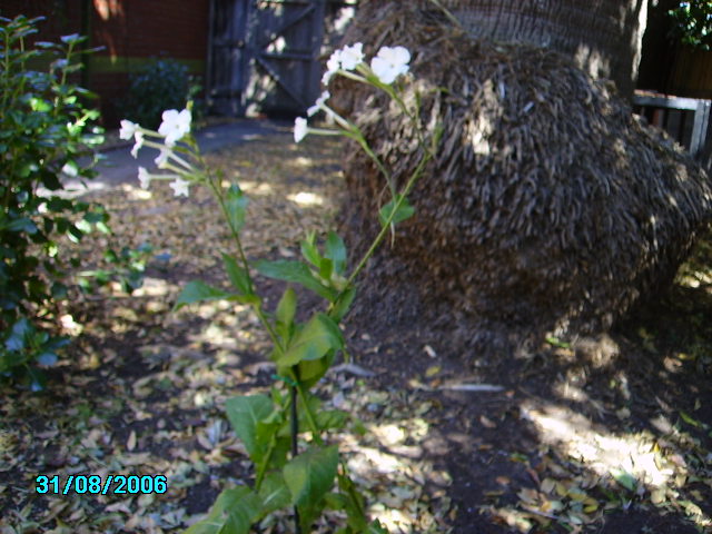 Nicotiana in flower