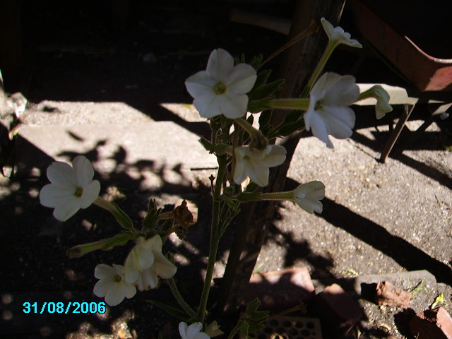 Nicotiana gossei