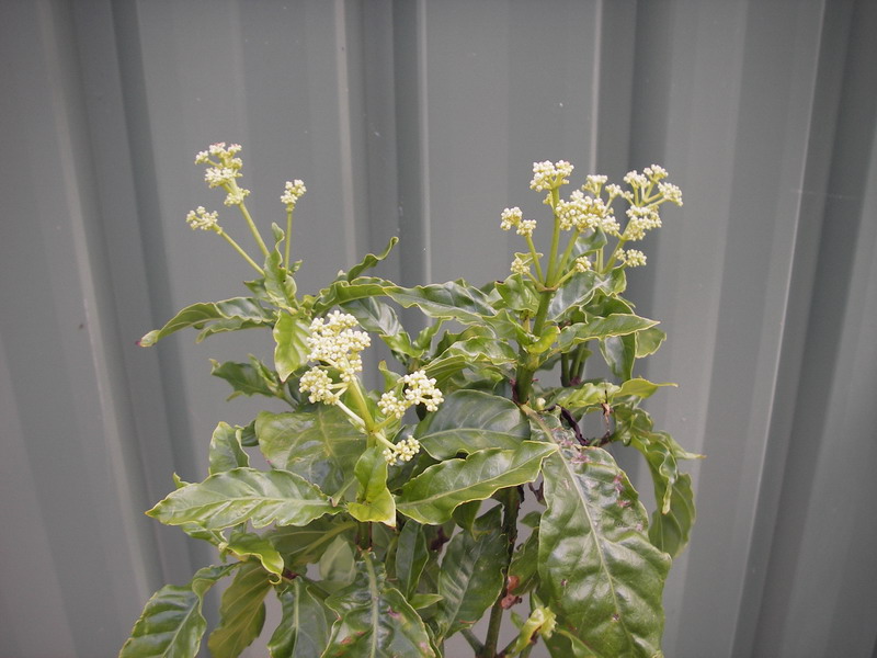 Psychotria carthaginensis