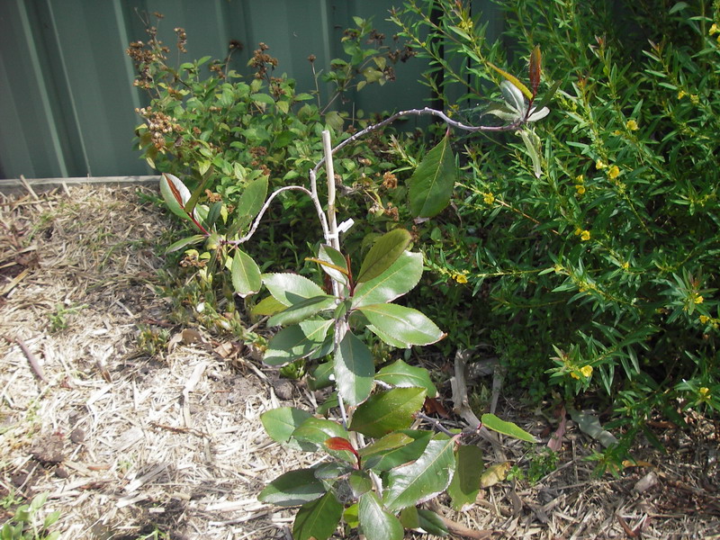 Catha edulis - Red Leaf