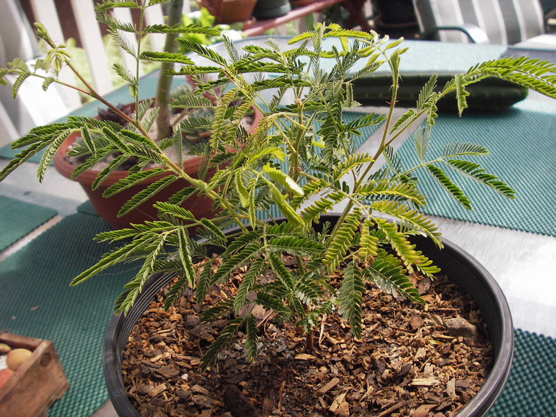 Mimosa hostilis