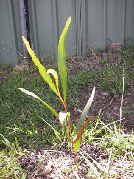 A. obtusifolia