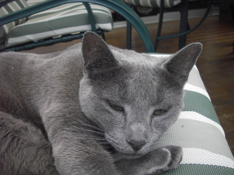 Aura - Russian Blue