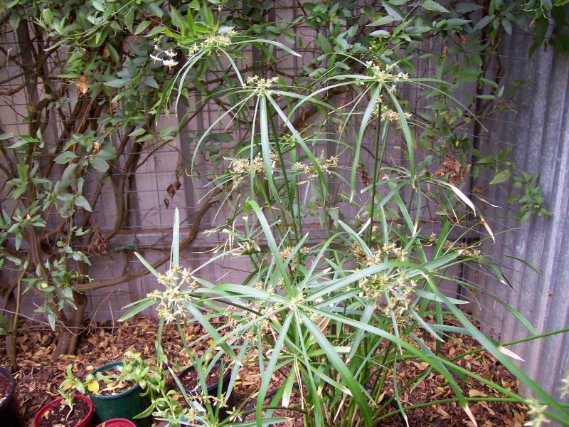 Cyperus Alternifolia