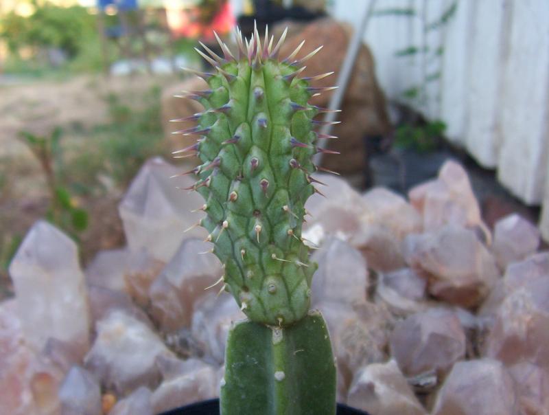 hoodia probagation by grafting