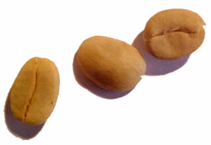 Coffee seeds (Coffea arabica)