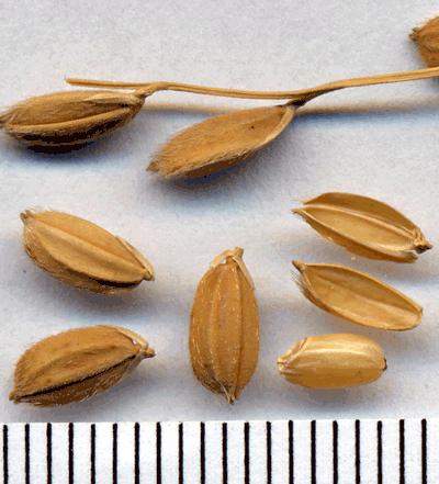 Rice Seeds (Oryza sativa)