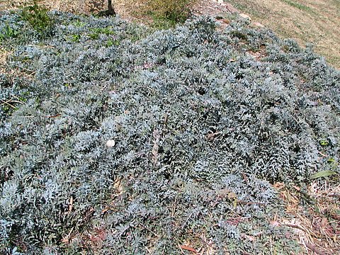 A. baileyana prostrate