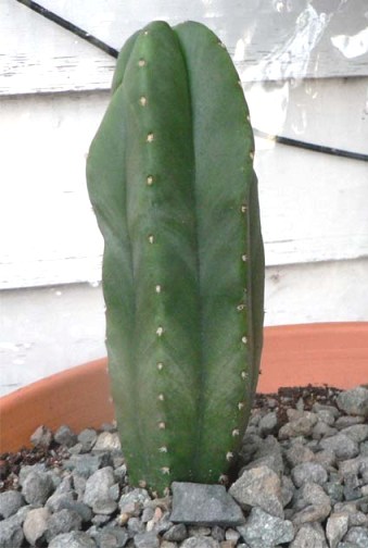 Big T. scopulicola