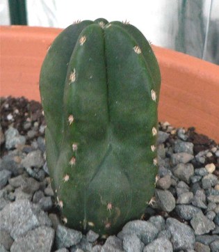 little T. scopulicola