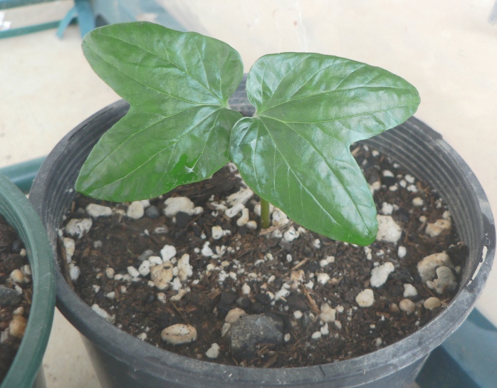 A. nervosa seedling (3 weeks)