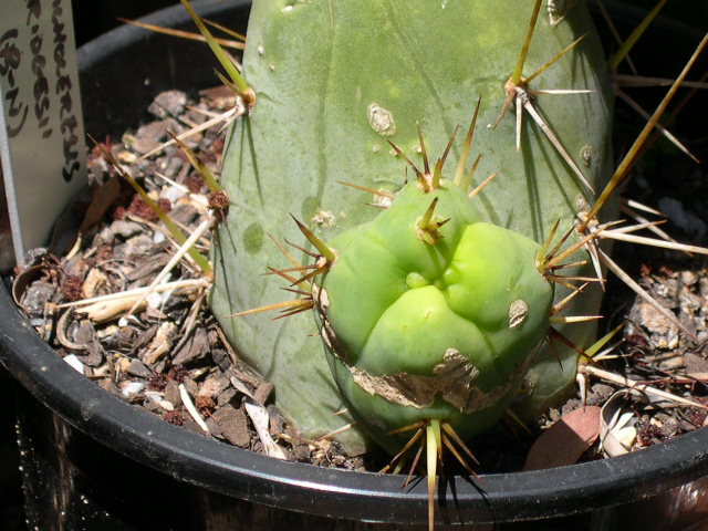 bridgesii monstrose pup 'cyclops' :D