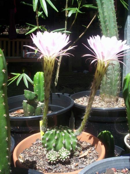 echinopsis scoullar 2