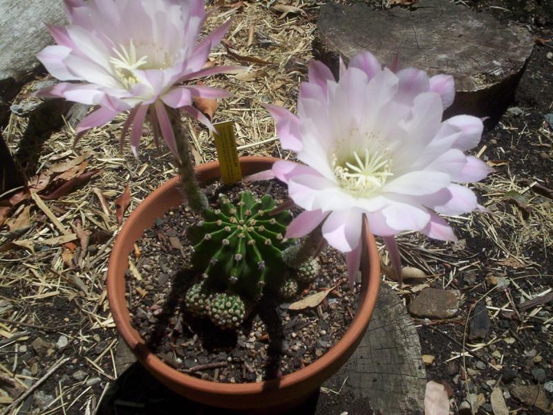 echinopsis scoullar in flower