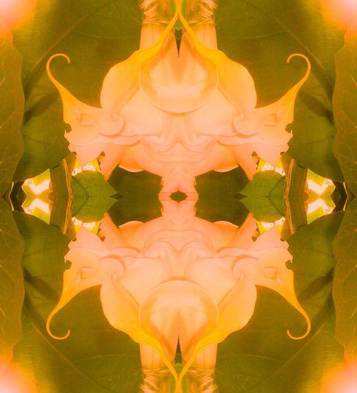 brugmansia dance