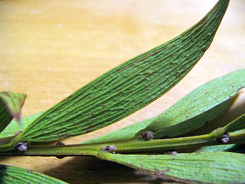 Acacia lanigera "wooly wattle"