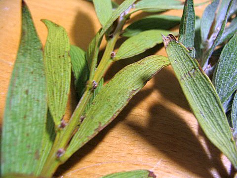 Acacia lanigera "wooly wattle"