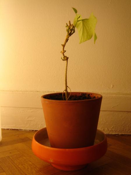 bonsai