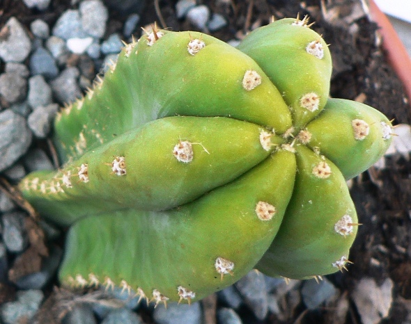 T. pachanoi closeup