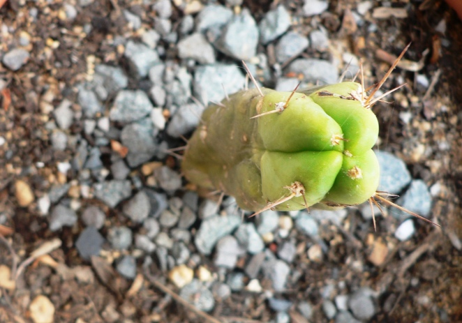 T. bridgesii closeup