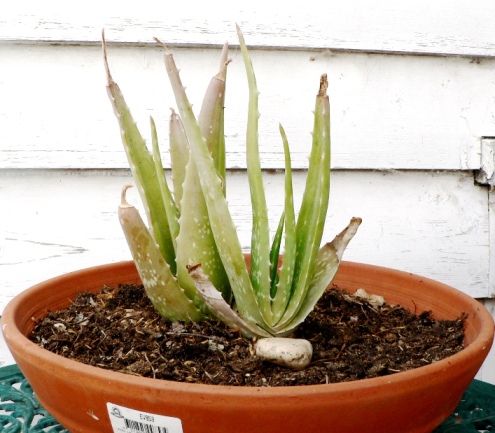 Aloe vera