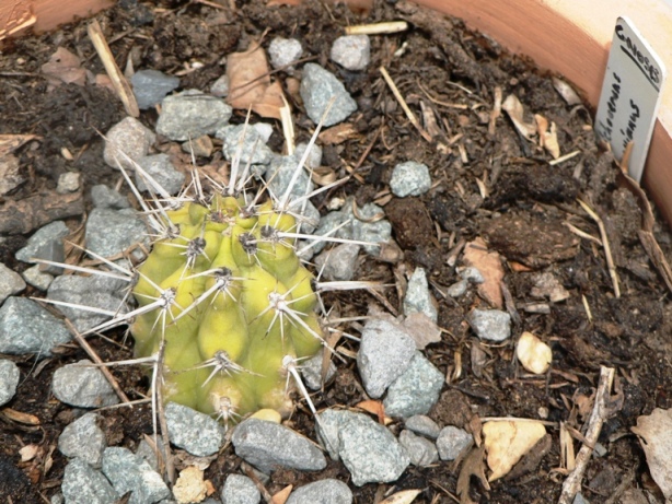 Mulched cactus