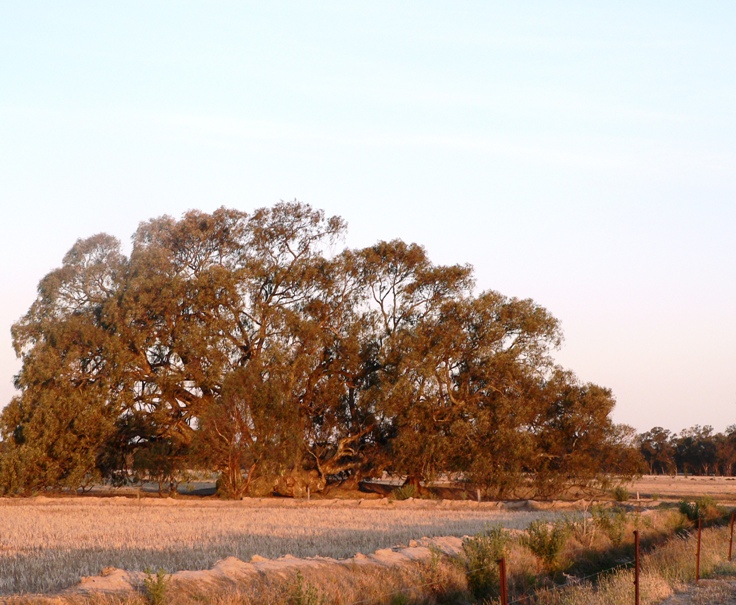 wide shot of tree