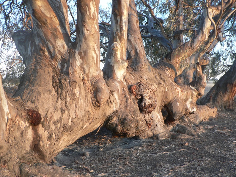 tree; front, closeup