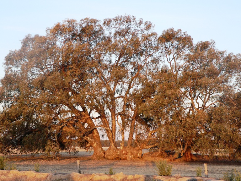 closer shot of tree