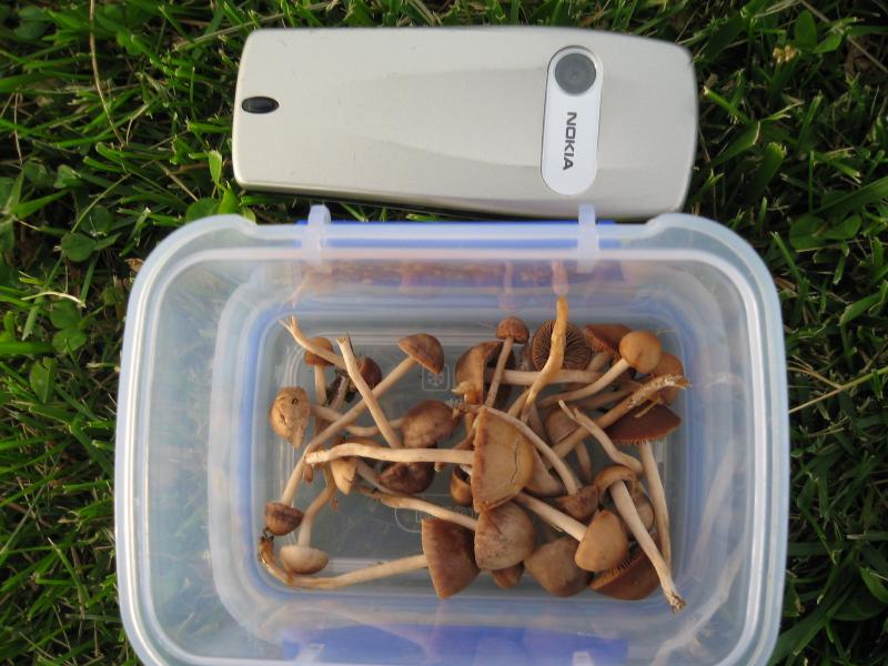 Agrocybe pediades?