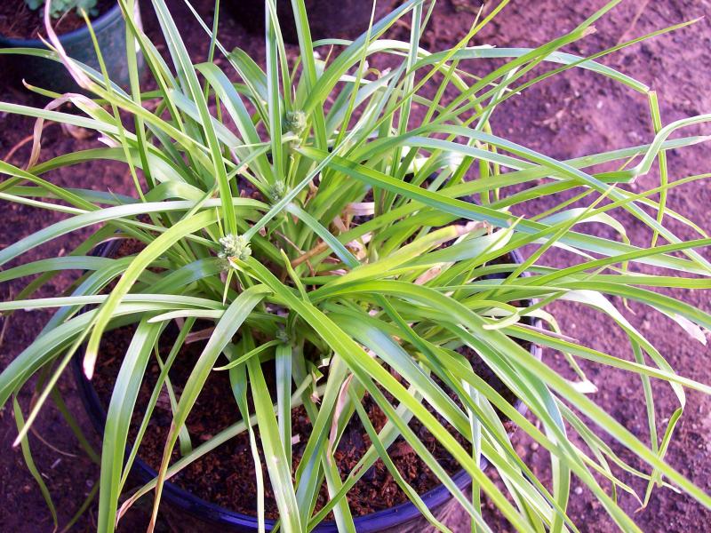 Cyperus Sp. ?