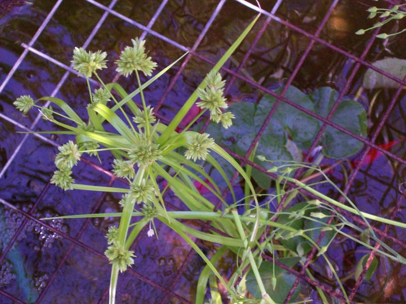 Cyperus Eragrostis?