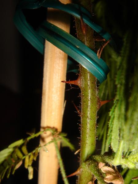 thorns on supposed verrucosa