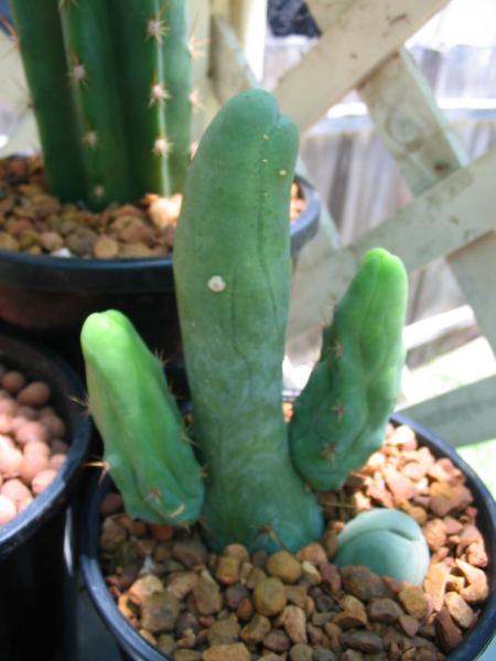 T. bridgesii, I assume