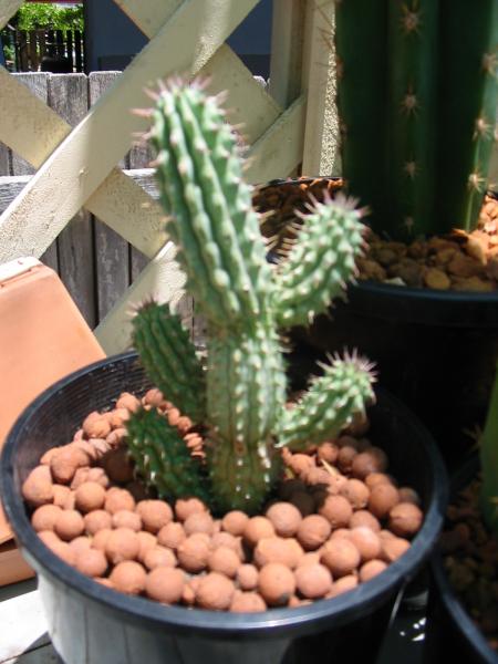 My Hoodia Gordonii