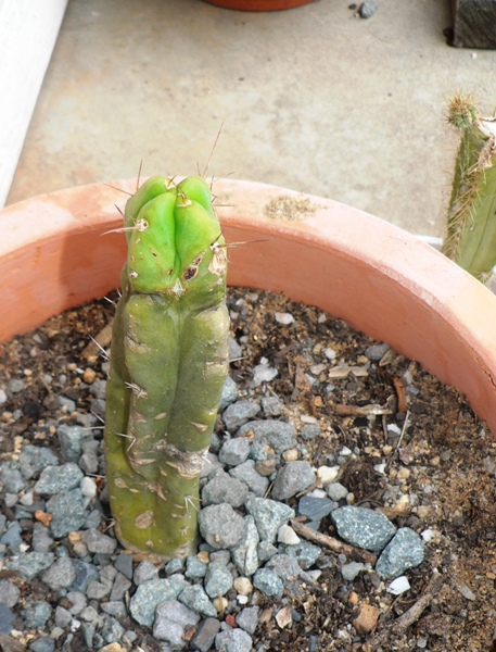 T. bridgesii, healthy