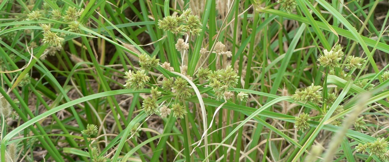 Phalaris grass