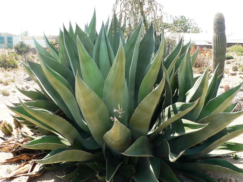 Huge agave!