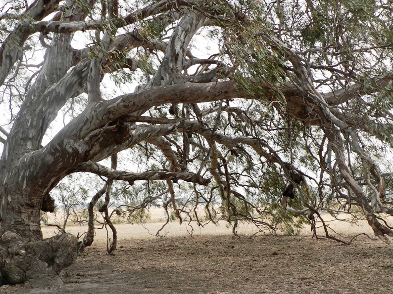 arching canopy