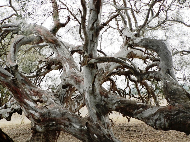 canopy closeup