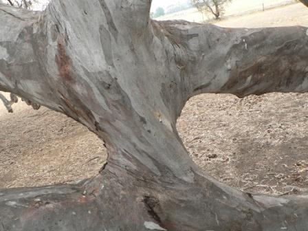 tree trunk (joined)