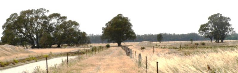 tree (wide location shot)